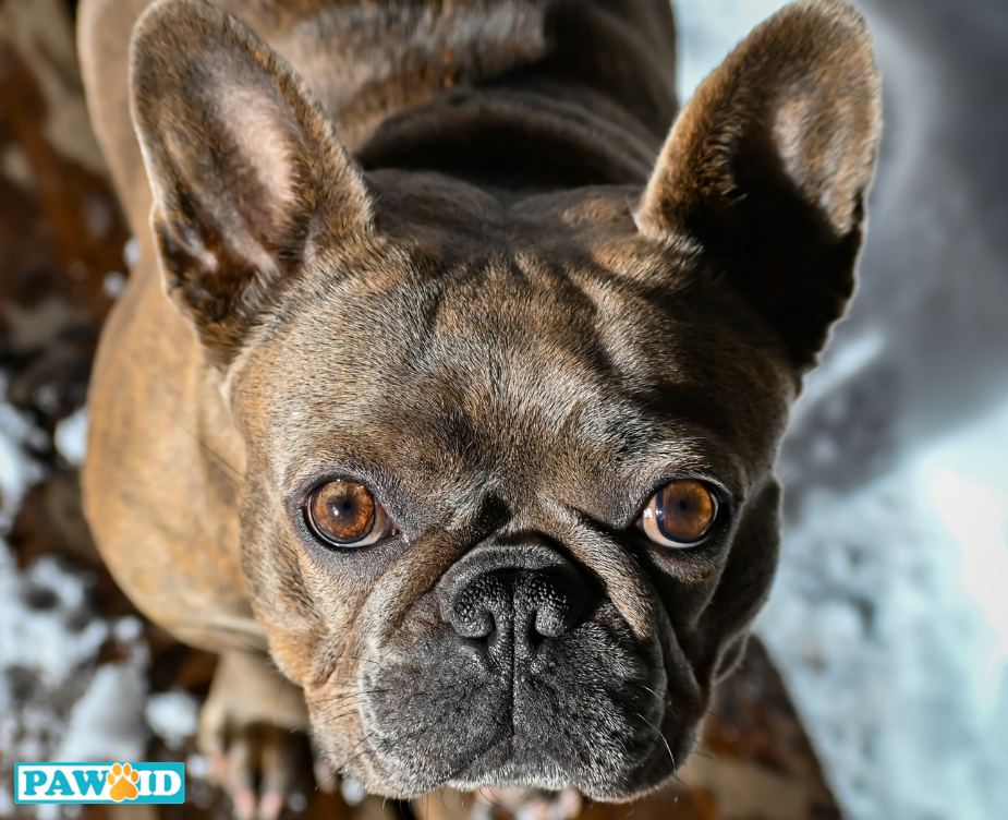 Dogs can read our emotions