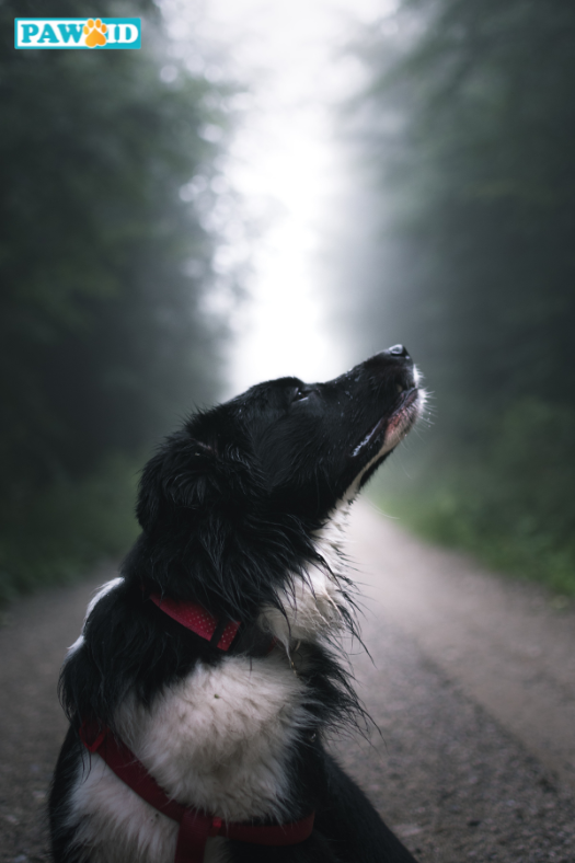 Dog's sense of smell is at least 40x better than ours!