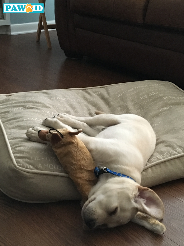 Dogs dream, just like people!