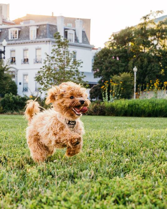 How To Keep Your Dog Happy